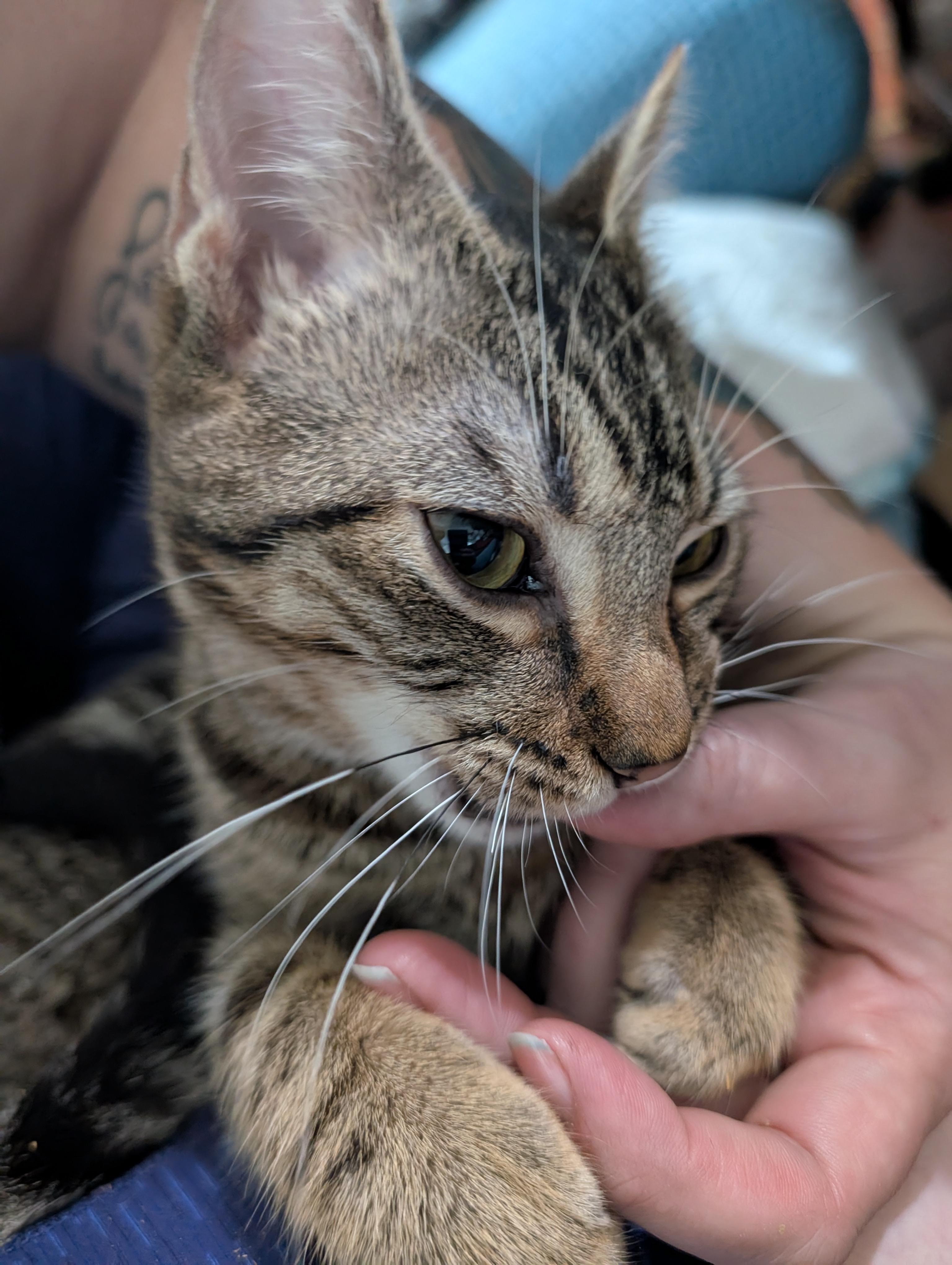 Gator, Adoptable, Young Male Domestic Short Hair.