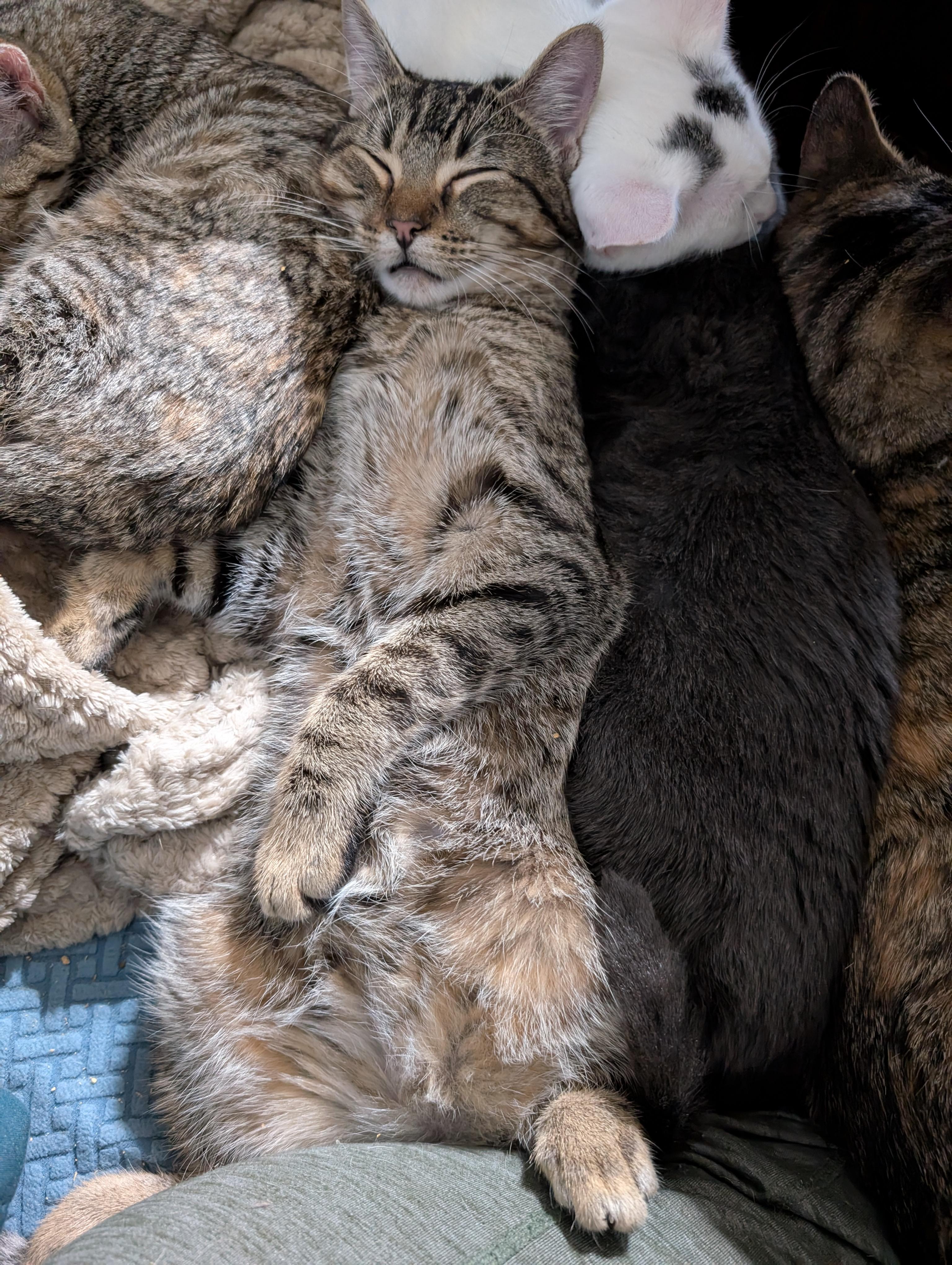 Gator, a Adoptable mixed breed in Cleburne, TX image 3/6