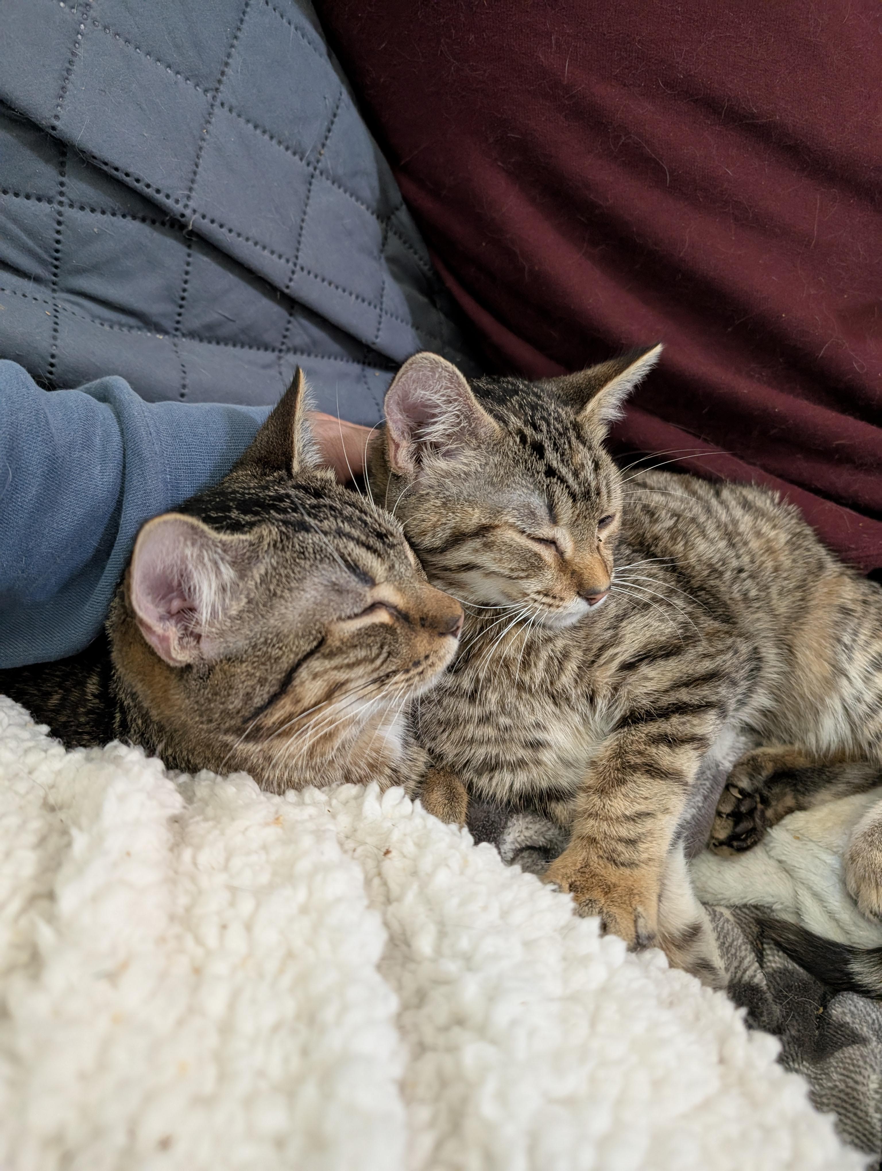 Gator, a Adoptable mixed breed in Cleburne, TX image 6/6