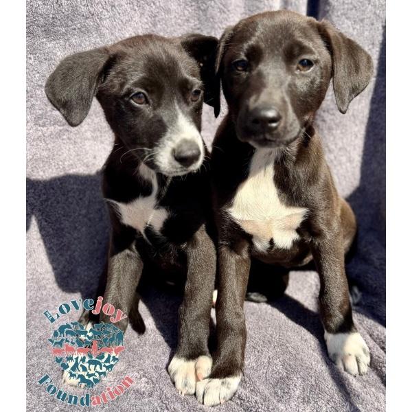 Enlarge Queen Litter COH, an adopted mixed breed in Inglewood, CA image 2/2