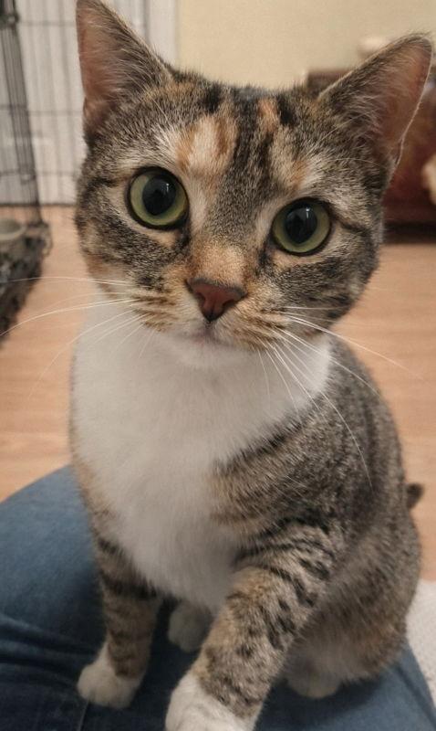 Enlarge Molly, a Adoptable Torbie in Knoxville, TN image 1/3