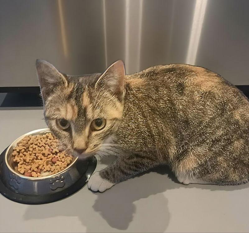 Enlarge Molly, a Adoptable Torbie in Knoxville, TN image 2/3