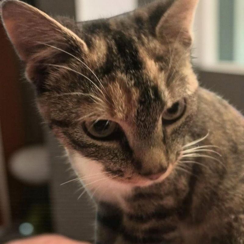 Enlarge Molly, a Adoptable Torbie in Knoxville, TN image 3/3