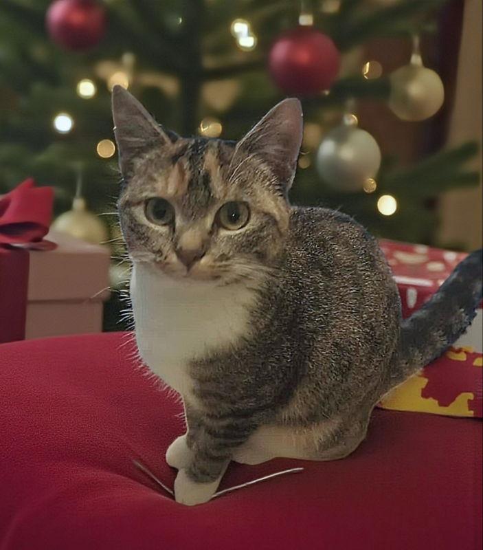 Enlarge Molly, a Adoptable Torbie in Knoxville, TN image 1/3