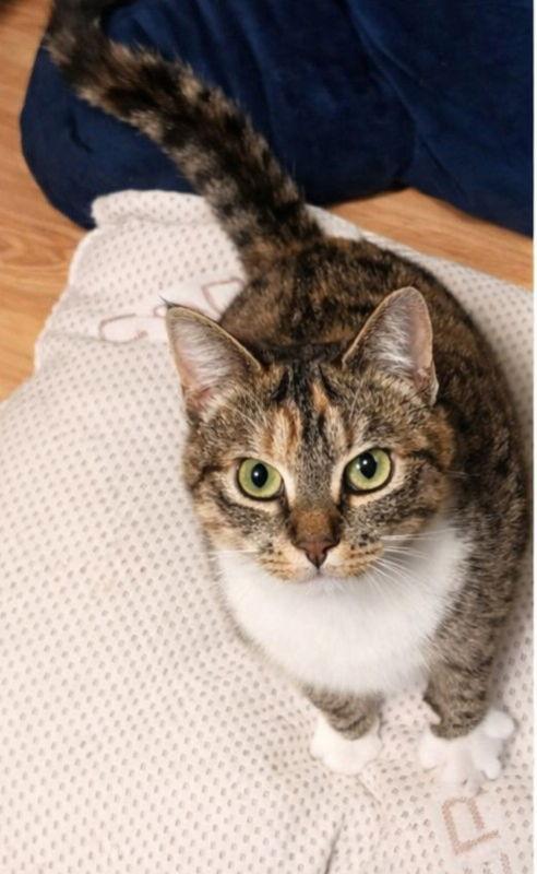 Enlarge Molly, a Adoptable Torbie in Knoxville, TN image 2/3