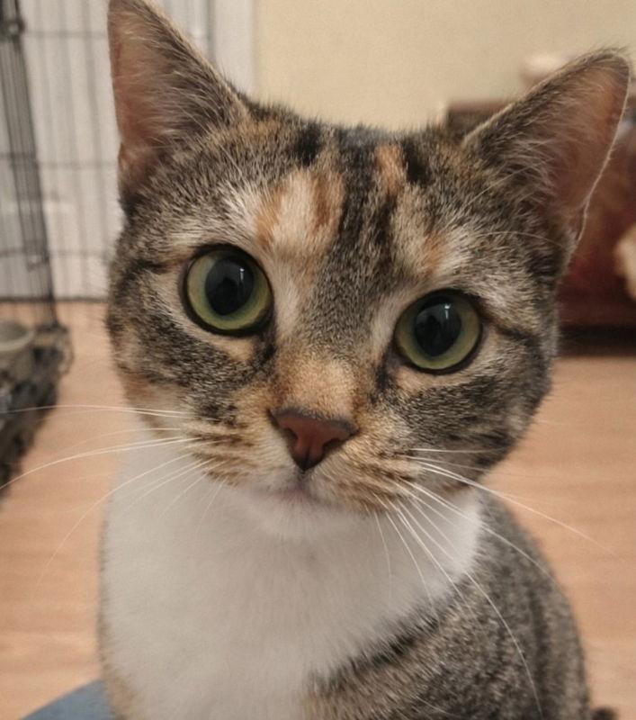 Enlarge Molly, a Adoptable Torbie in Knoxville, TN image 3/3