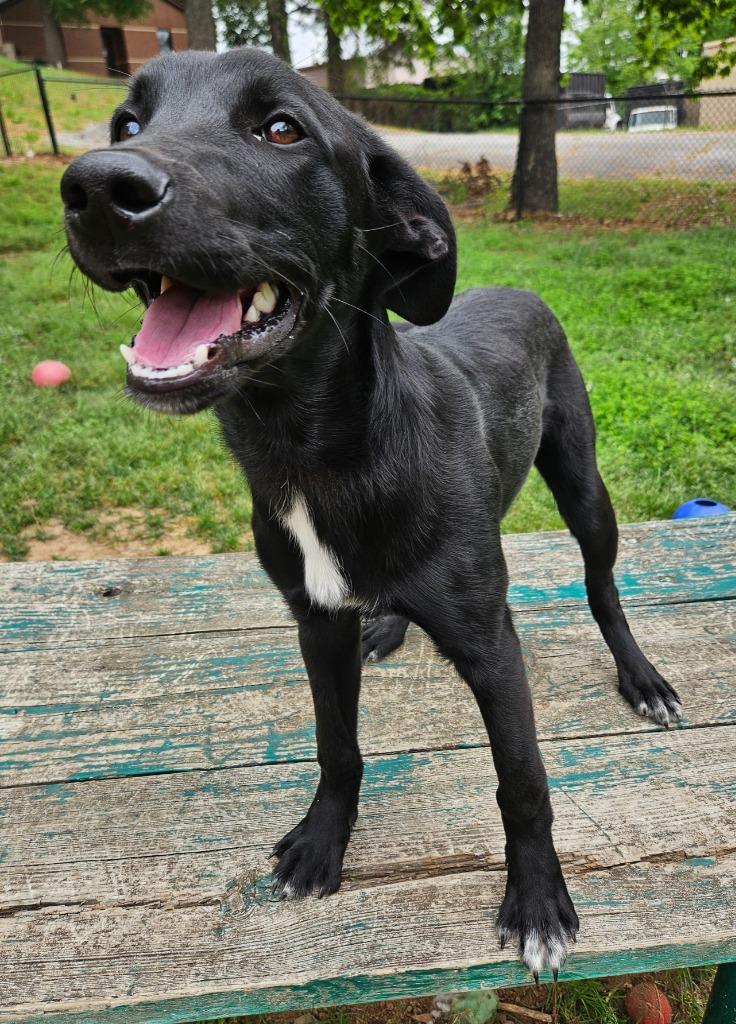 Enlarge Buddha, a Adoptable mixed breed in Sherwood, AR image 2/3
