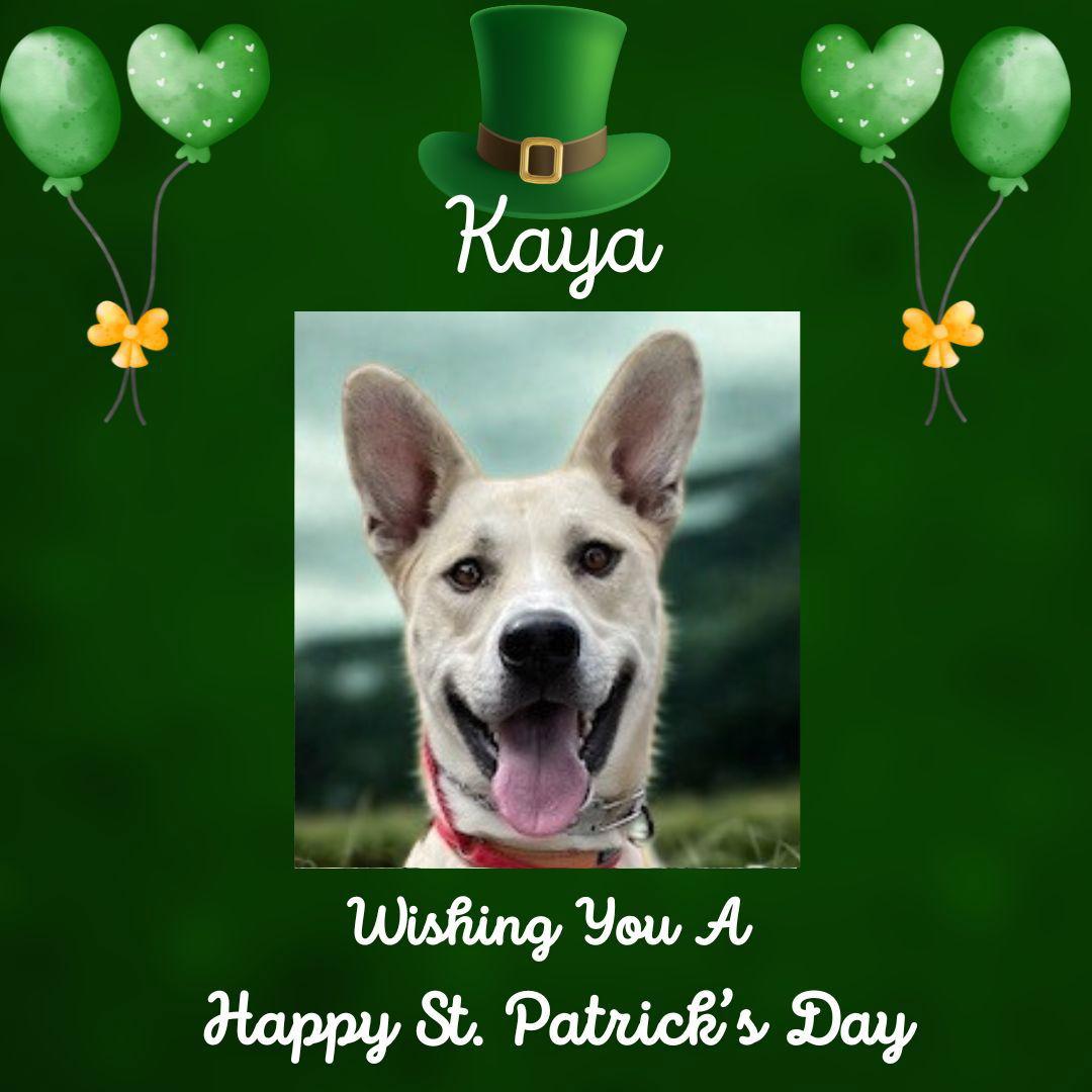 Kaya, Adoptable, Young Male German Shepherd Dog.