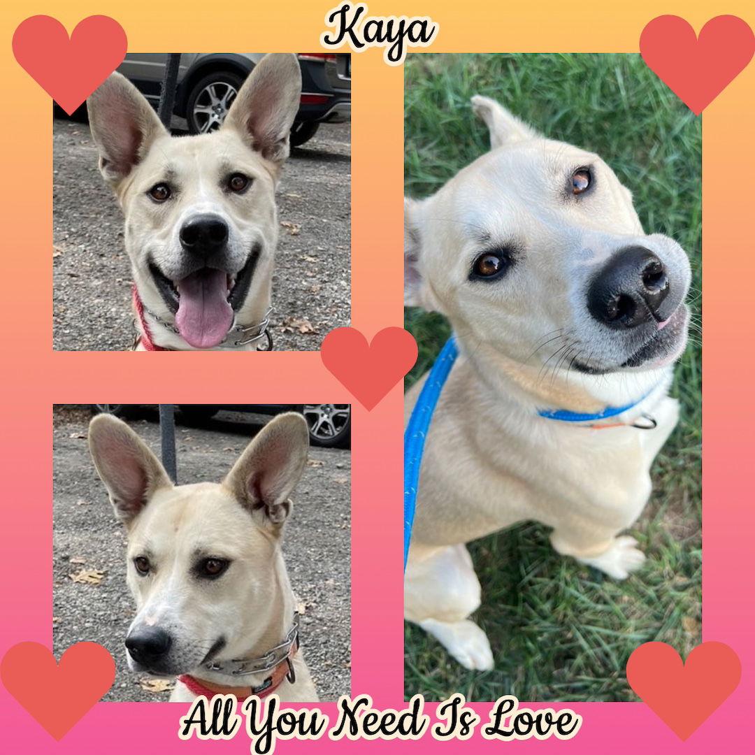 Kaya, Adoptable, Young Male German Shepherd Dog.