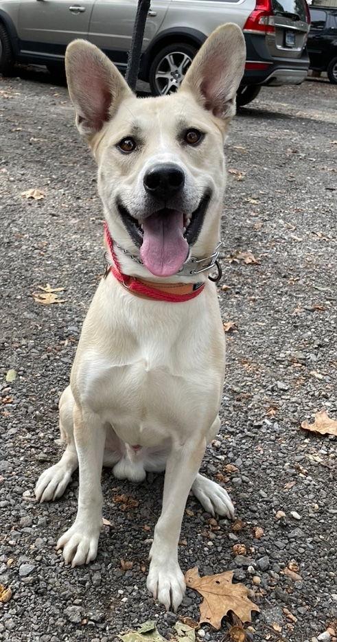 Kaya, a Adoptable German Shepherd Dog in Baltimore, MD image 1/3