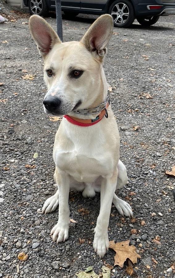 Kaya, a Adoptable German Shepherd Dog in Baltimore, MD image 2/3