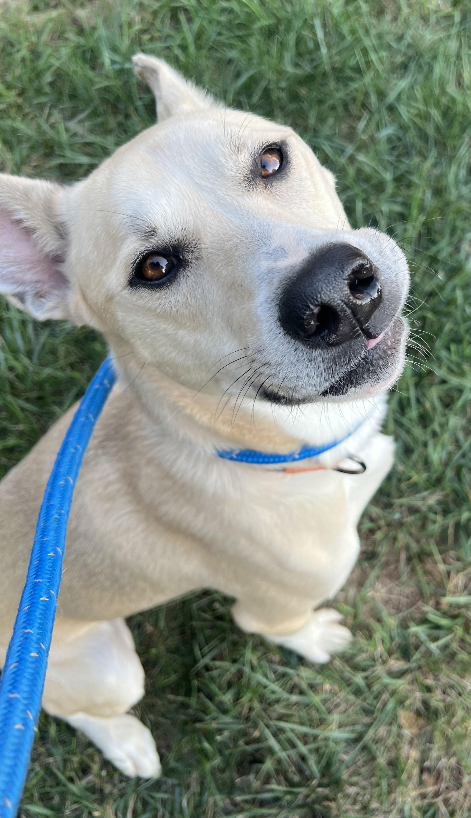 Kaya, a Adoptable German Shepherd Dog in Baltimore, MD image 3/3