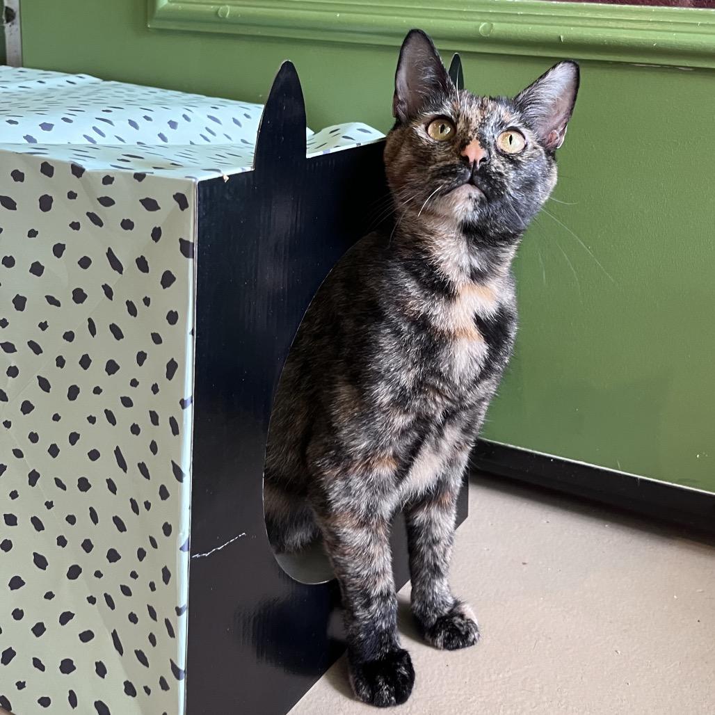 Tiana, Adoptable, Young Female Domestic Short Hair.