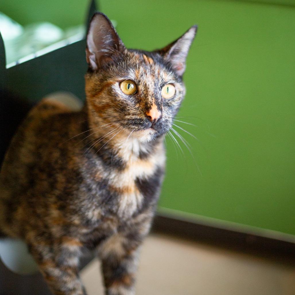 Enlarge Tiana, a Adoptable Domestic Short Hair in Kailua Kona, HI image 3/6