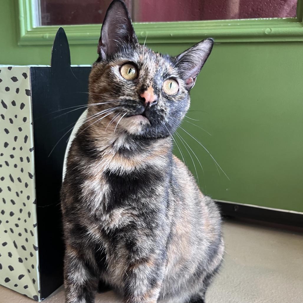 Enlarge Tiana, a Adoptable Domestic Short Hair in Kailua Kona, HI image 4/6