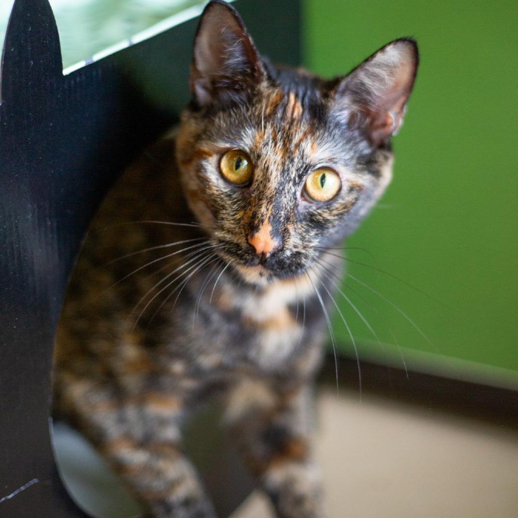 Enlarge Tiana, a Adoptable Domestic Short Hair in Kailua Kona, HI image 5/6