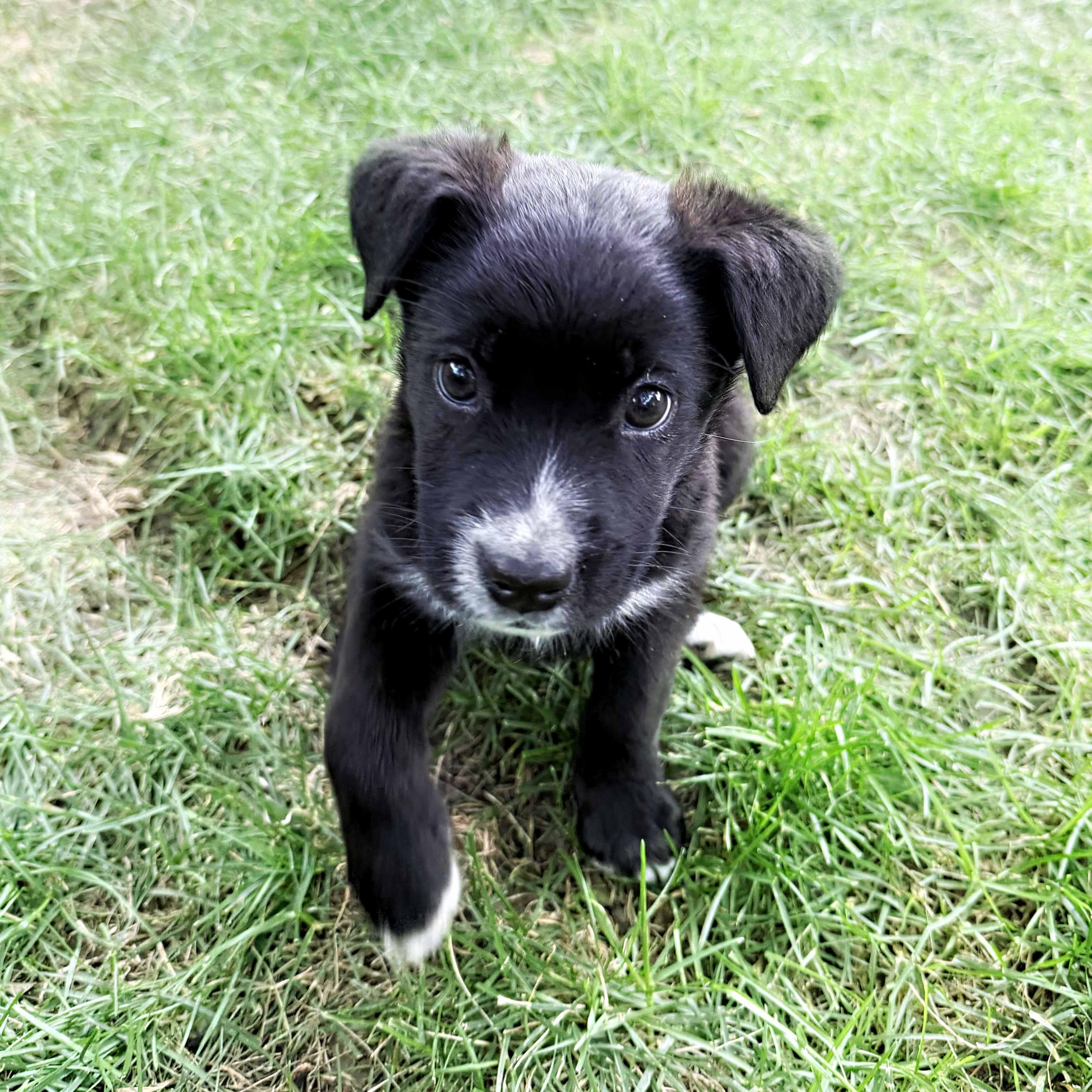 Enlarge Cassin, an adopted mixed breed in Schaumburg, IL image 2/4