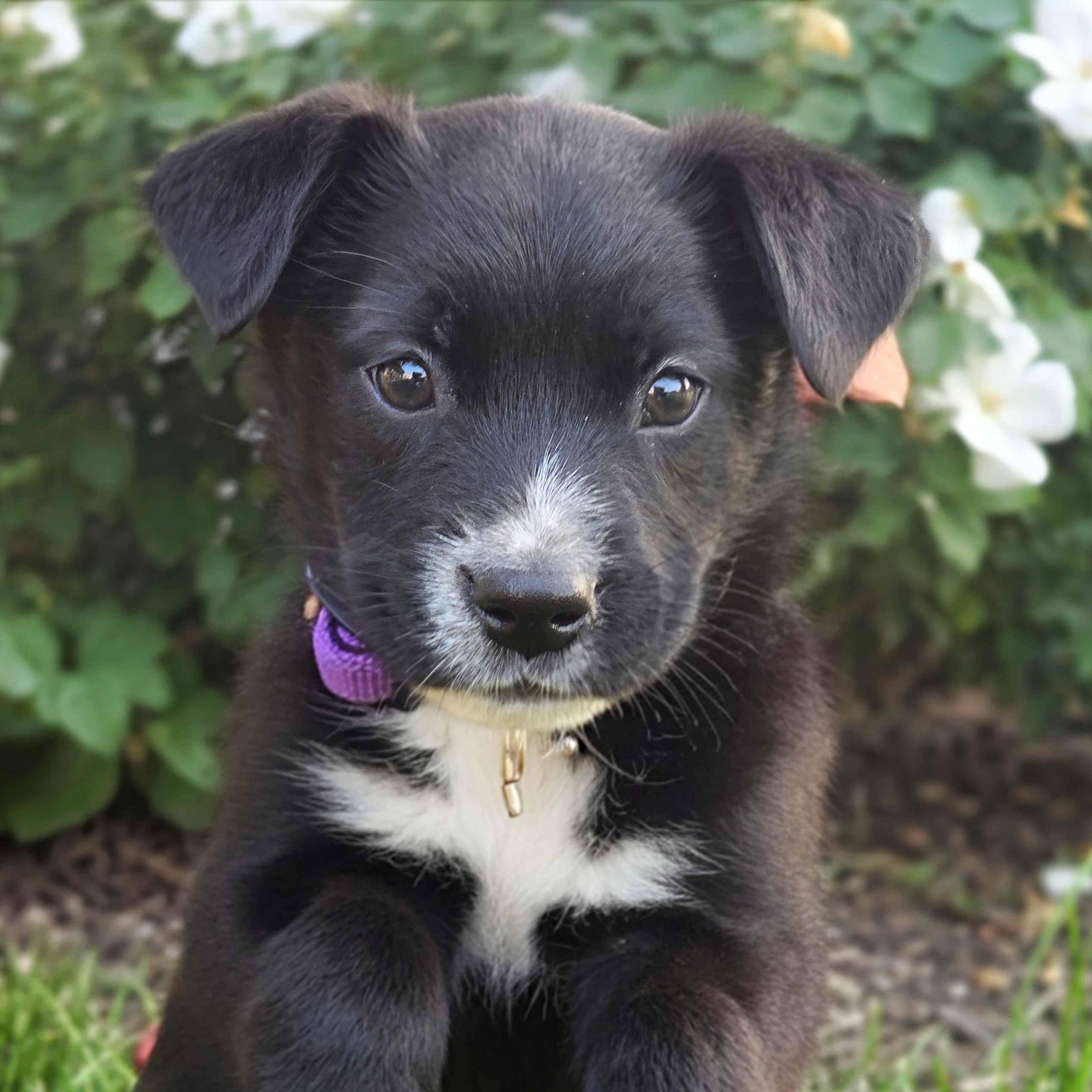 Enlarge Cassin, an adopted mixed breed in Schaumburg, IL image 1/4