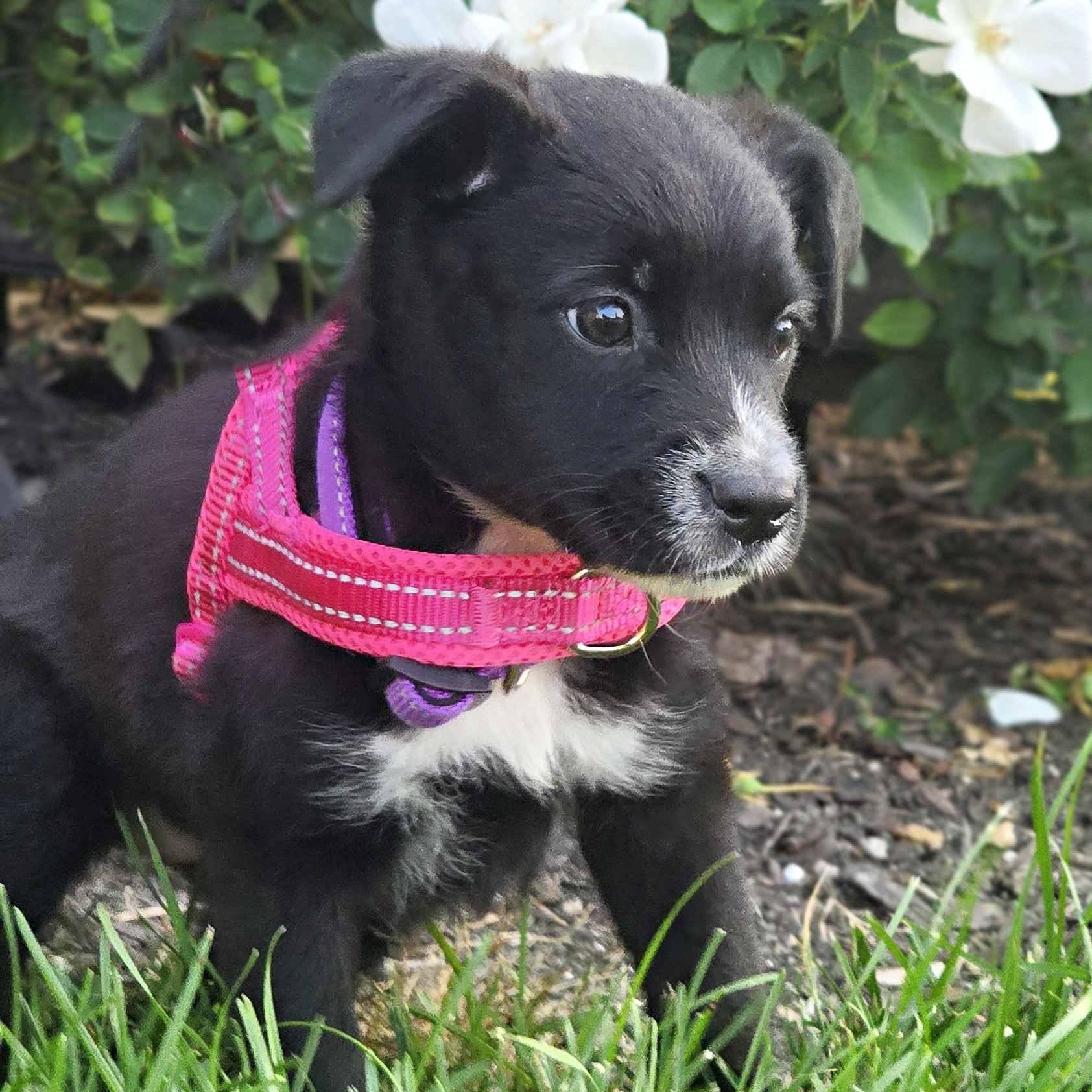 Enlarge Cassin, an adopted mixed breed in Schaumburg, IL image 3/4