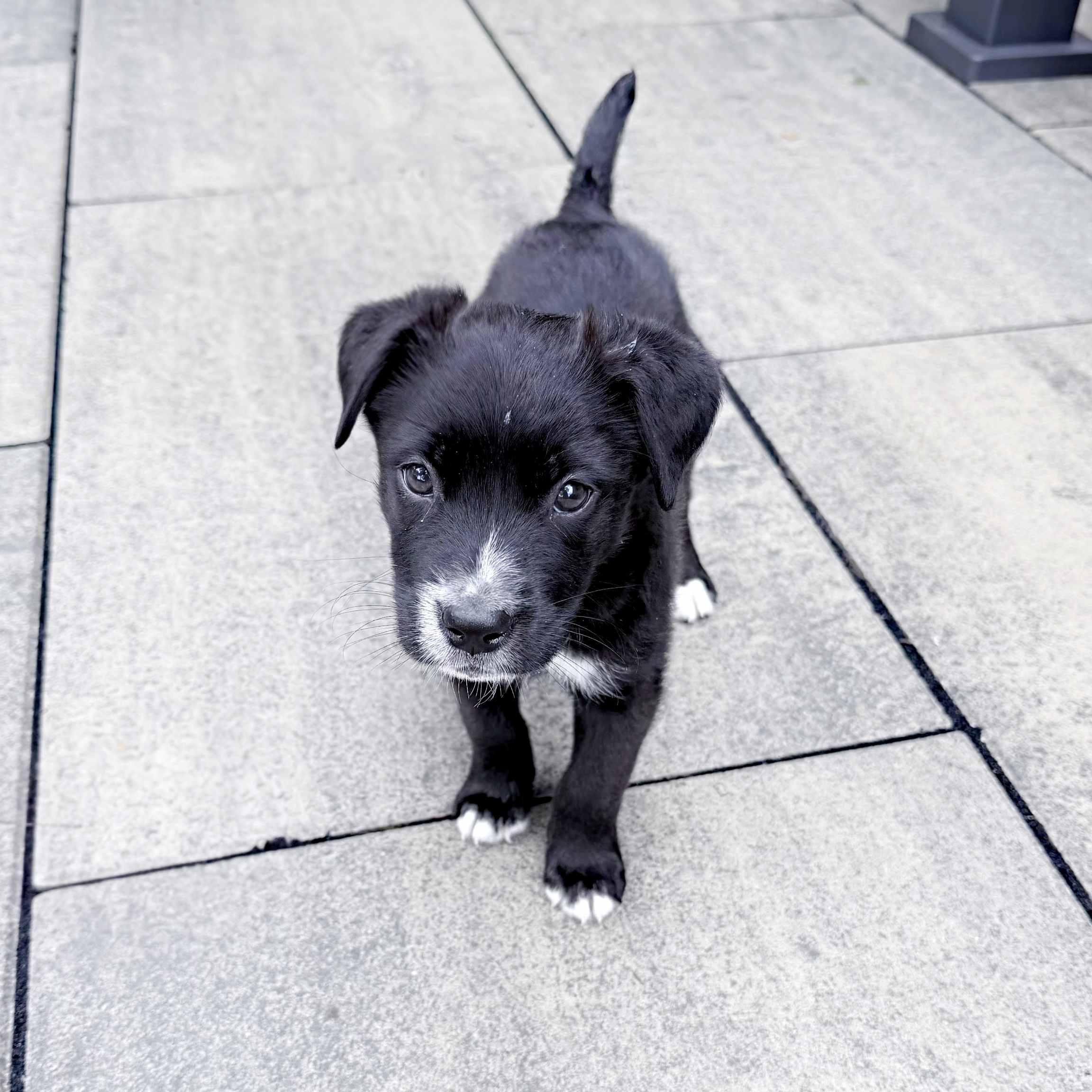 Enlarge Cassin, an adopted mixed breed in Schaumburg, IL image 4/4