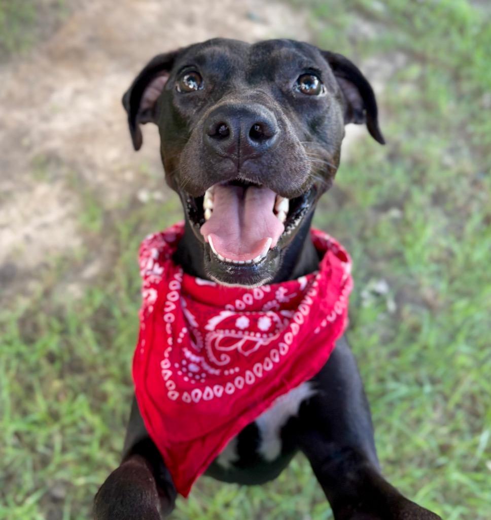 Saxophone, a Adoptable mixed breed in Nacogdoches, TX image 1/5
