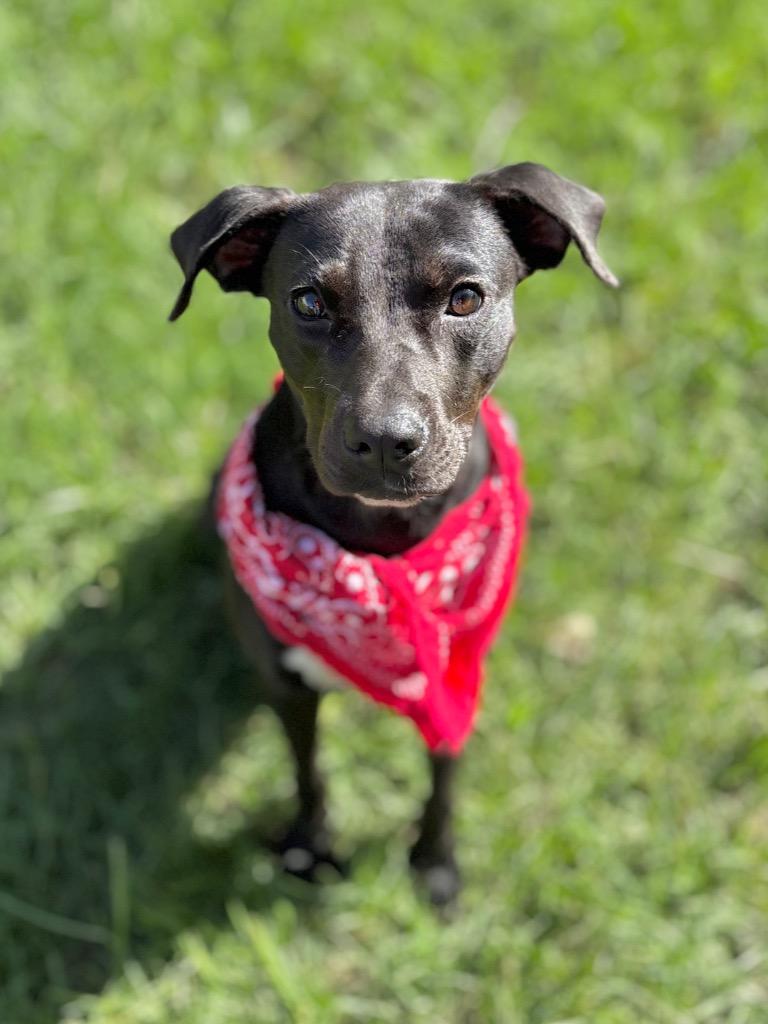 Saxophone, a Adoptable mixed breed in Nacogdoches, TX image 2/5