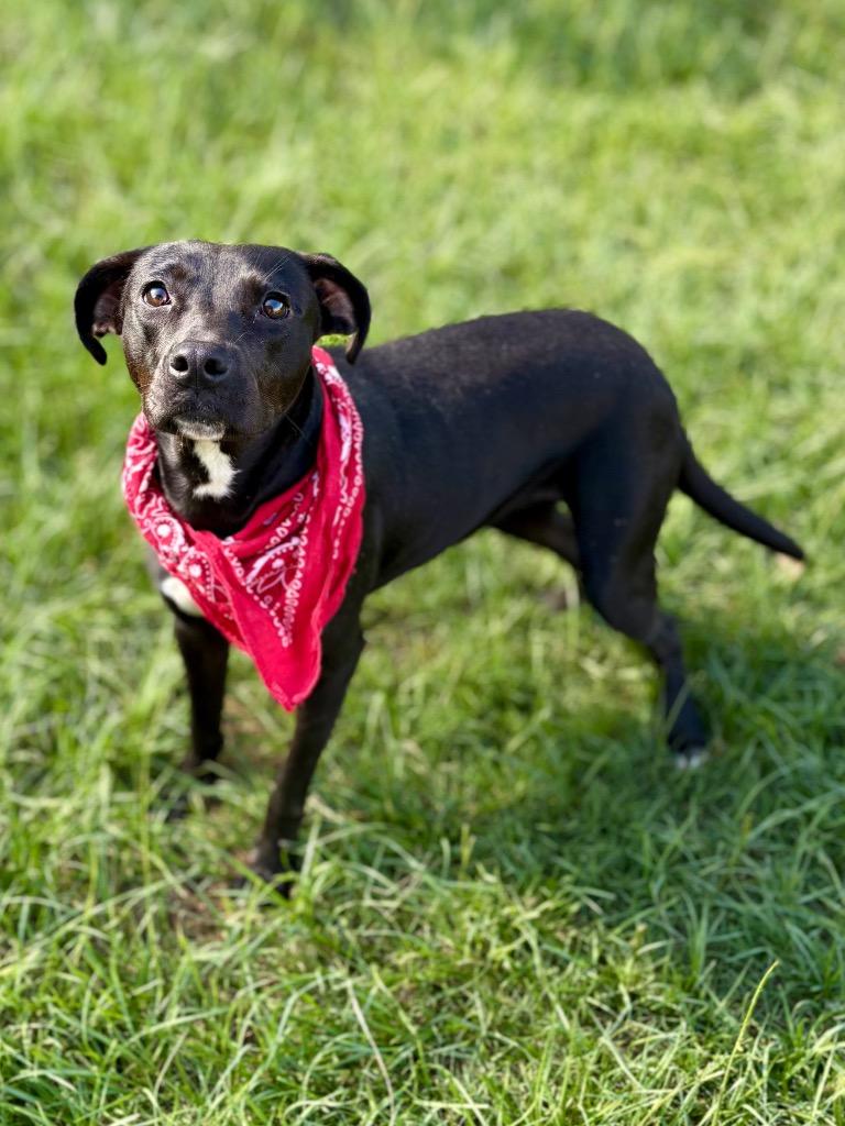 Saxophone, a Adoptable mixed breed in Nacogdoches, TX image 3/5