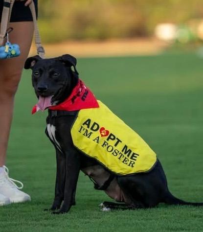 Enlarge Saxophone, a Adoptable mixed breed in Nacogdoches, TX image 4/6