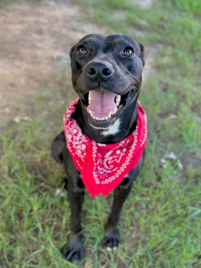 Saxophone, a Adoptable mixed breed in Nacogdoches, TX image 4/5