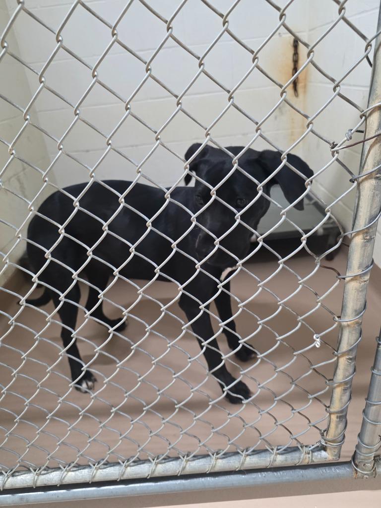 Saxophone, Adoptable, Puppy Female Labrador Retriever.