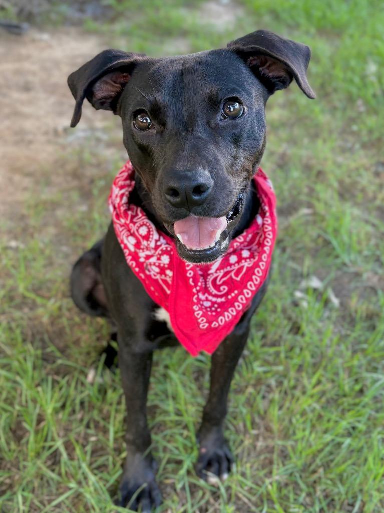 Saxophone, a Adoptable mixed breed in Nacogdoches, TX image 5/5
