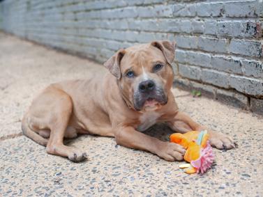 Enlarge Bowie, a Adoptable mixed breed in Blairstown, NJ image 4/6