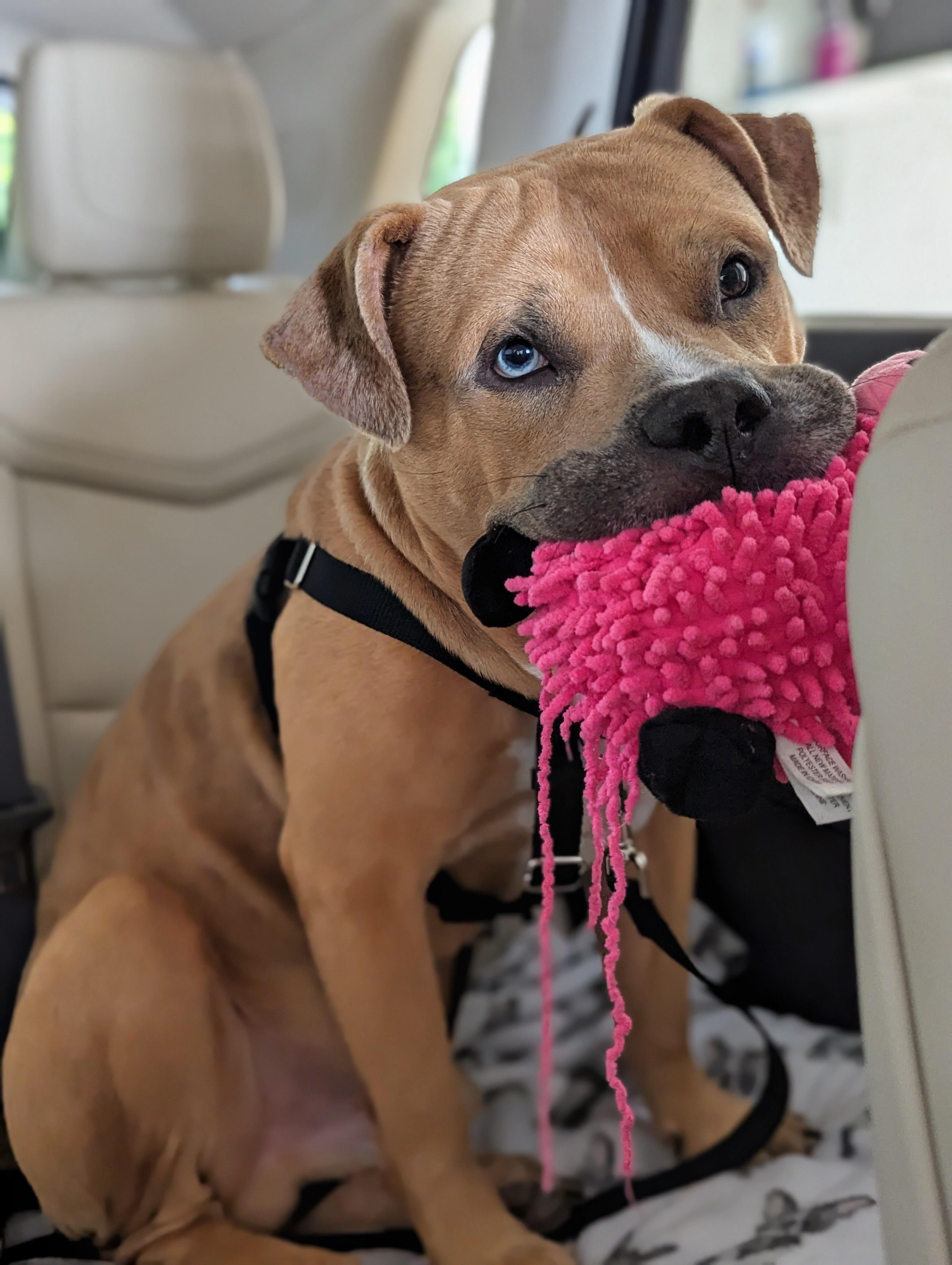 Enlarge Bowie, a Adoptable mixed breed in Blairstown, NJ image 2/6