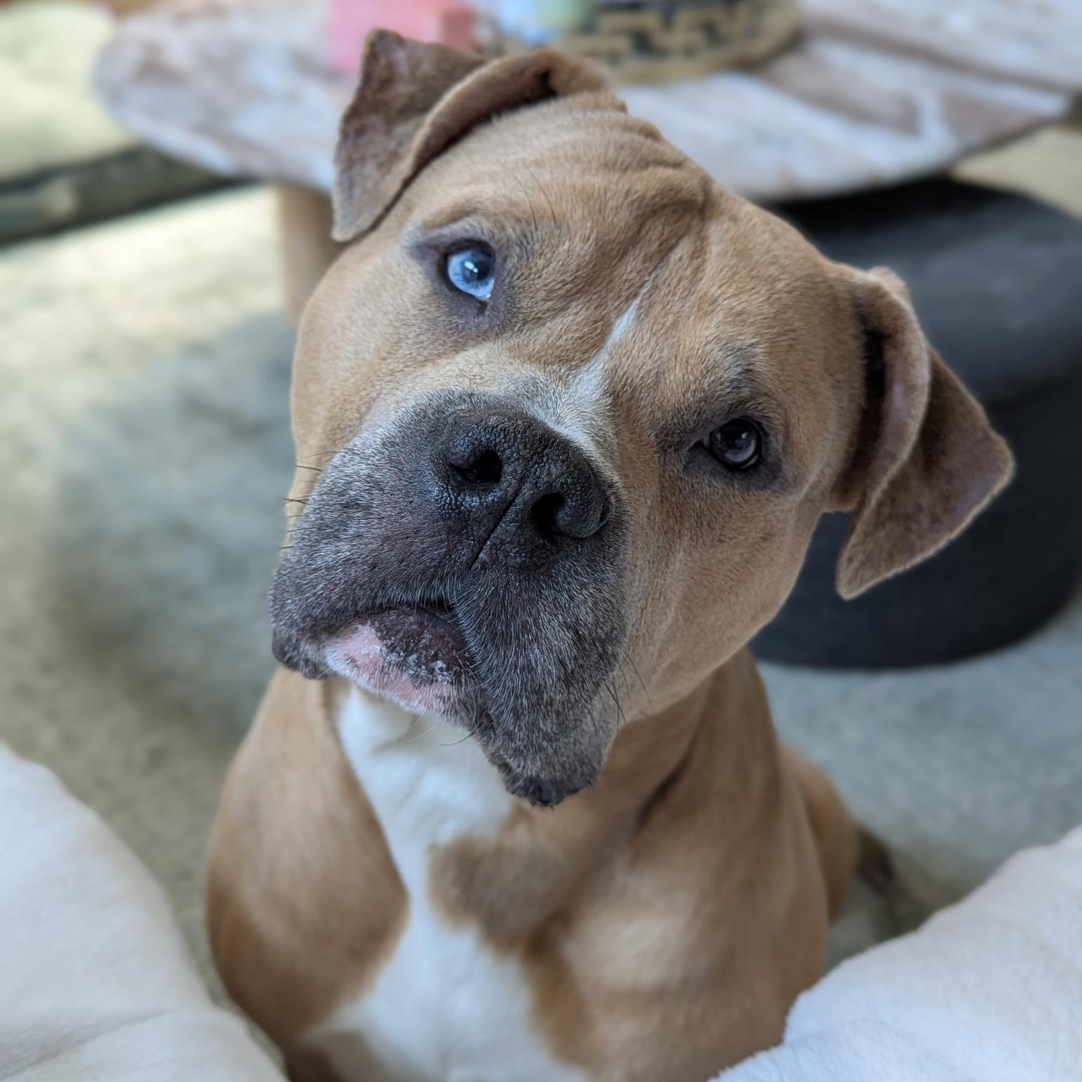 Bowie, Adoptable, Adult Male American Bully & American Bulldog.