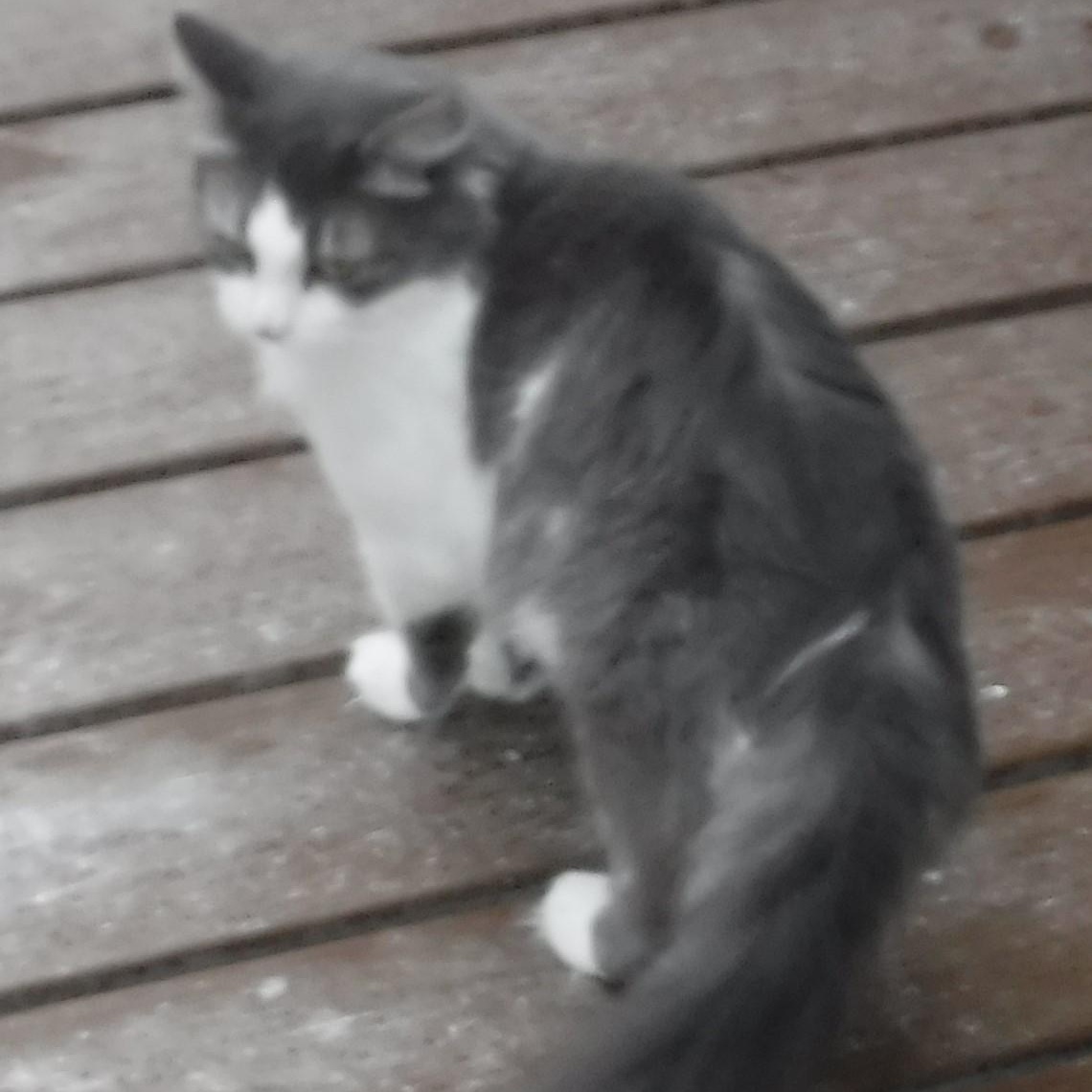 Enlarge Lindy - Sweet Former Mom, a Adoptable mixed breed in Hoquiam, WA image 2/6