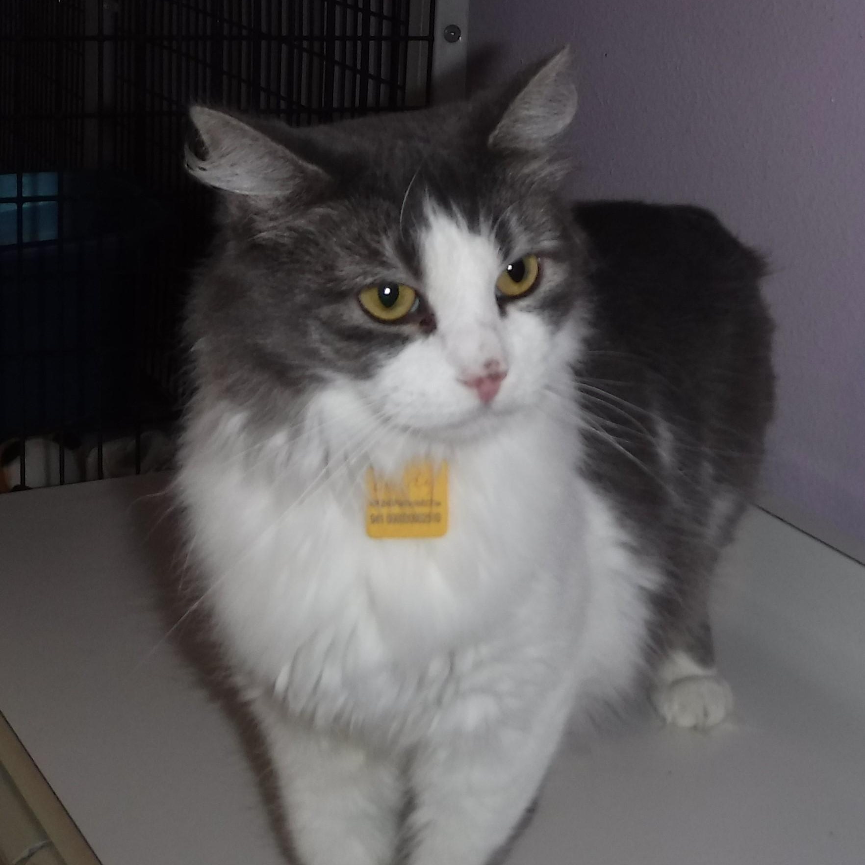 Lindy - Sweet Former Mom