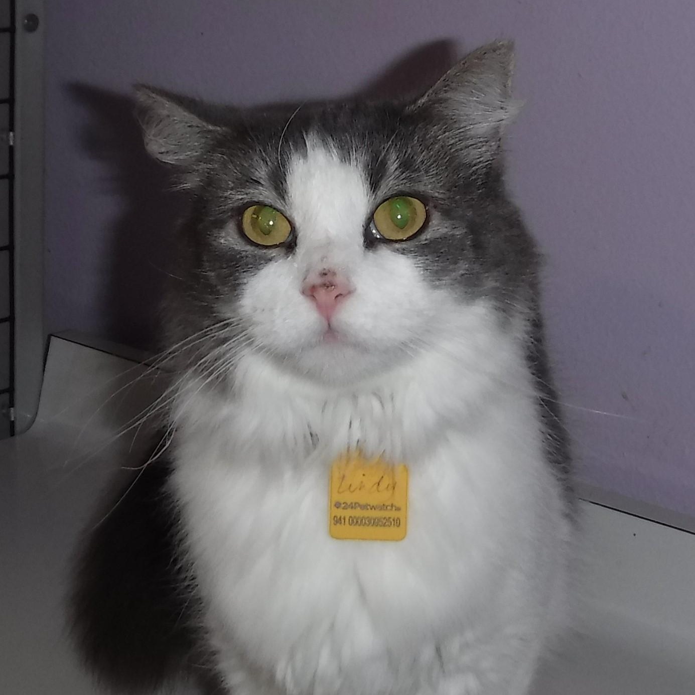 Enlarge Lindy - Sweet Former Mom, a Adoptable mixed breed in Hoquiam, WA image 1/6