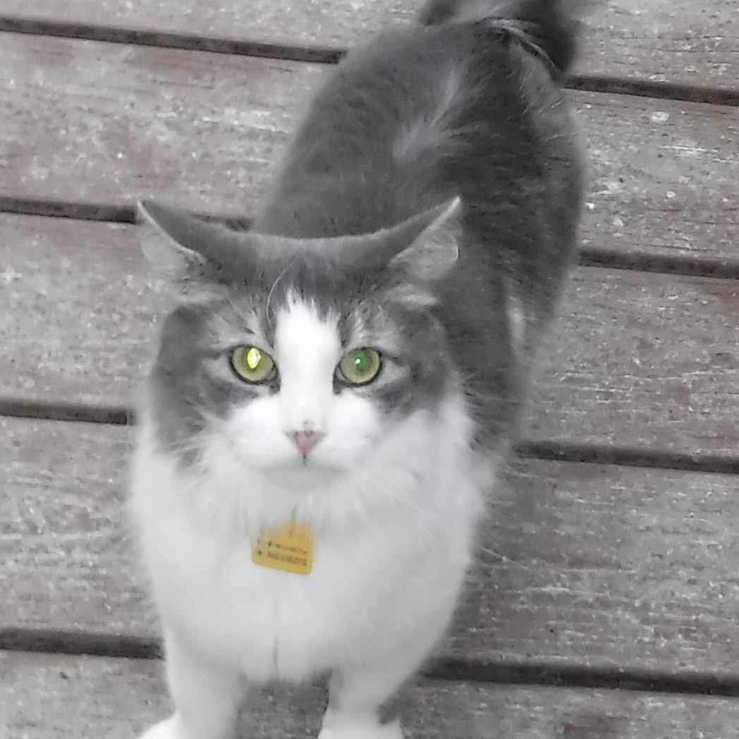 Lindy - Sweet Former Mom