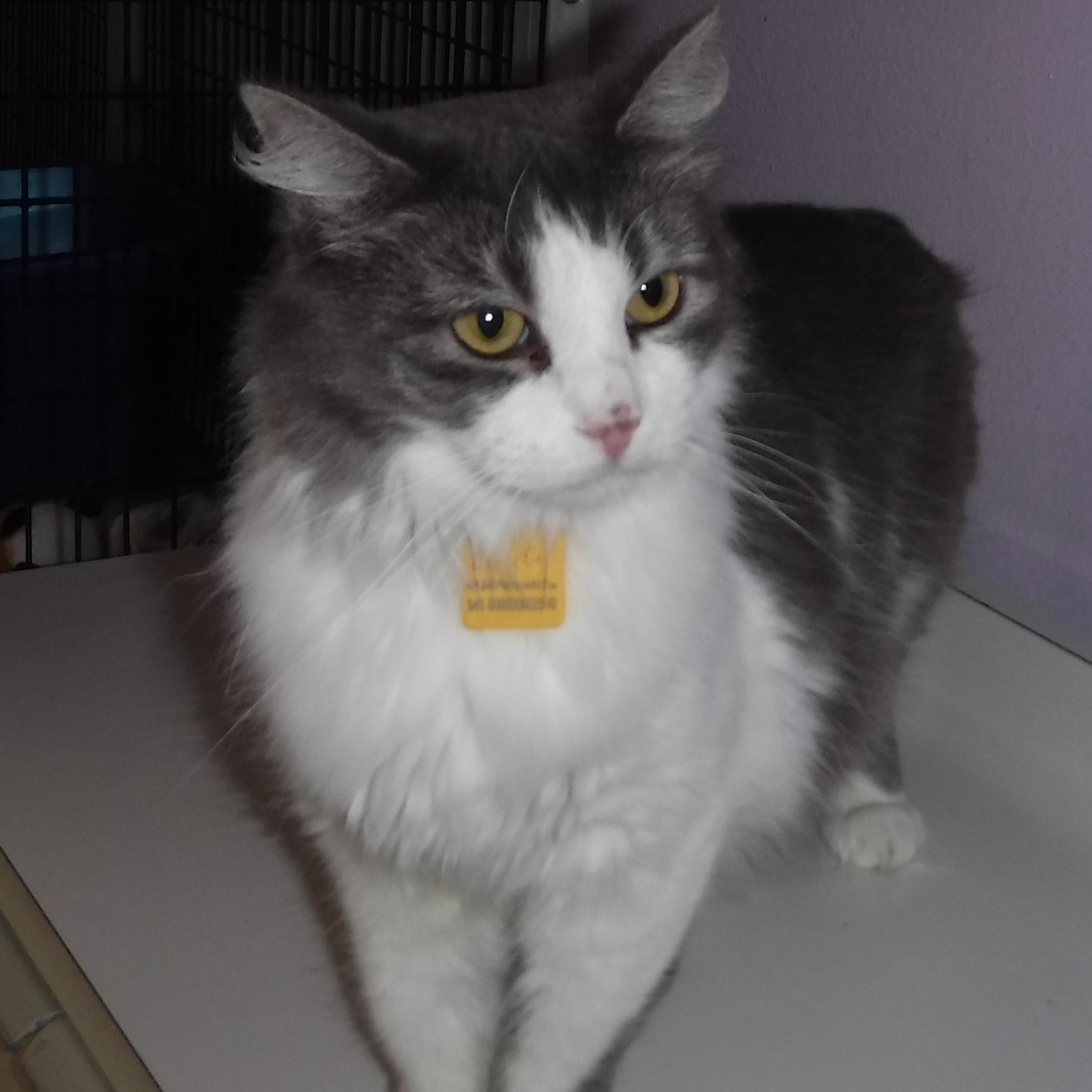 Enlarge Lindy - Sweet Former Mom, a Adoptable mixed breed in Hoquiam, WA image 6/6