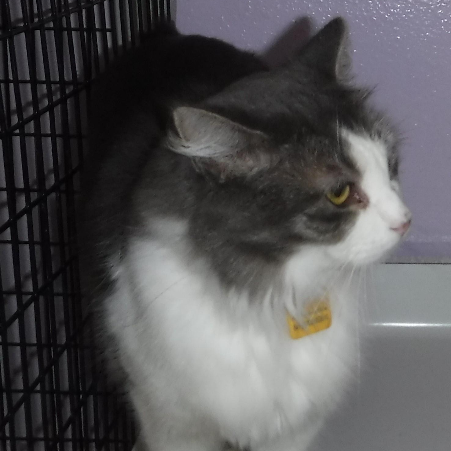 Enlarge Lindy - Sweet Former Mom, a Adoptable mixed breed in Hoquiam, WA image 4/6