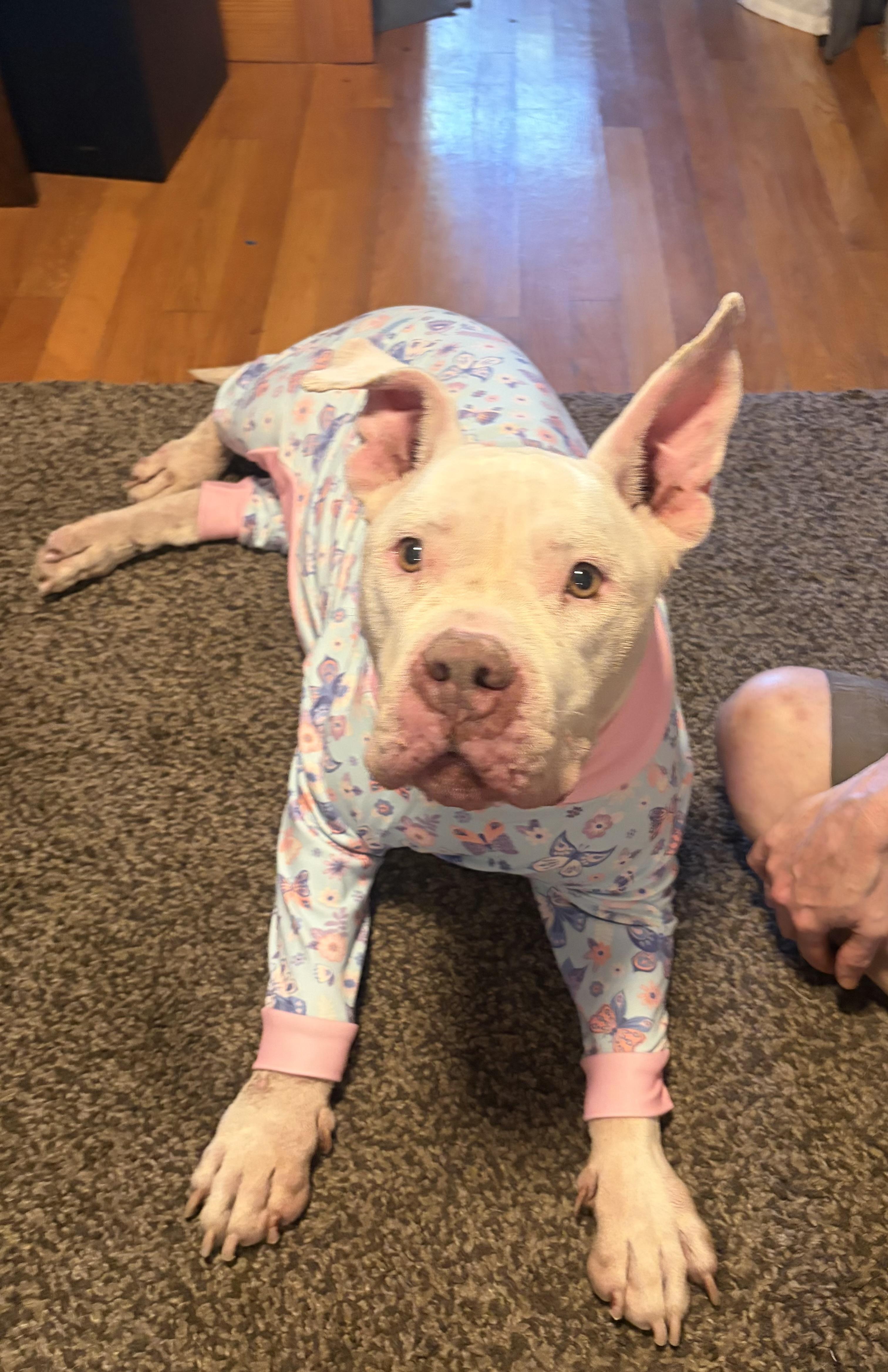 Enlarge Gigi, a Adoptable American Bully in East Orange, NJ image 2/6