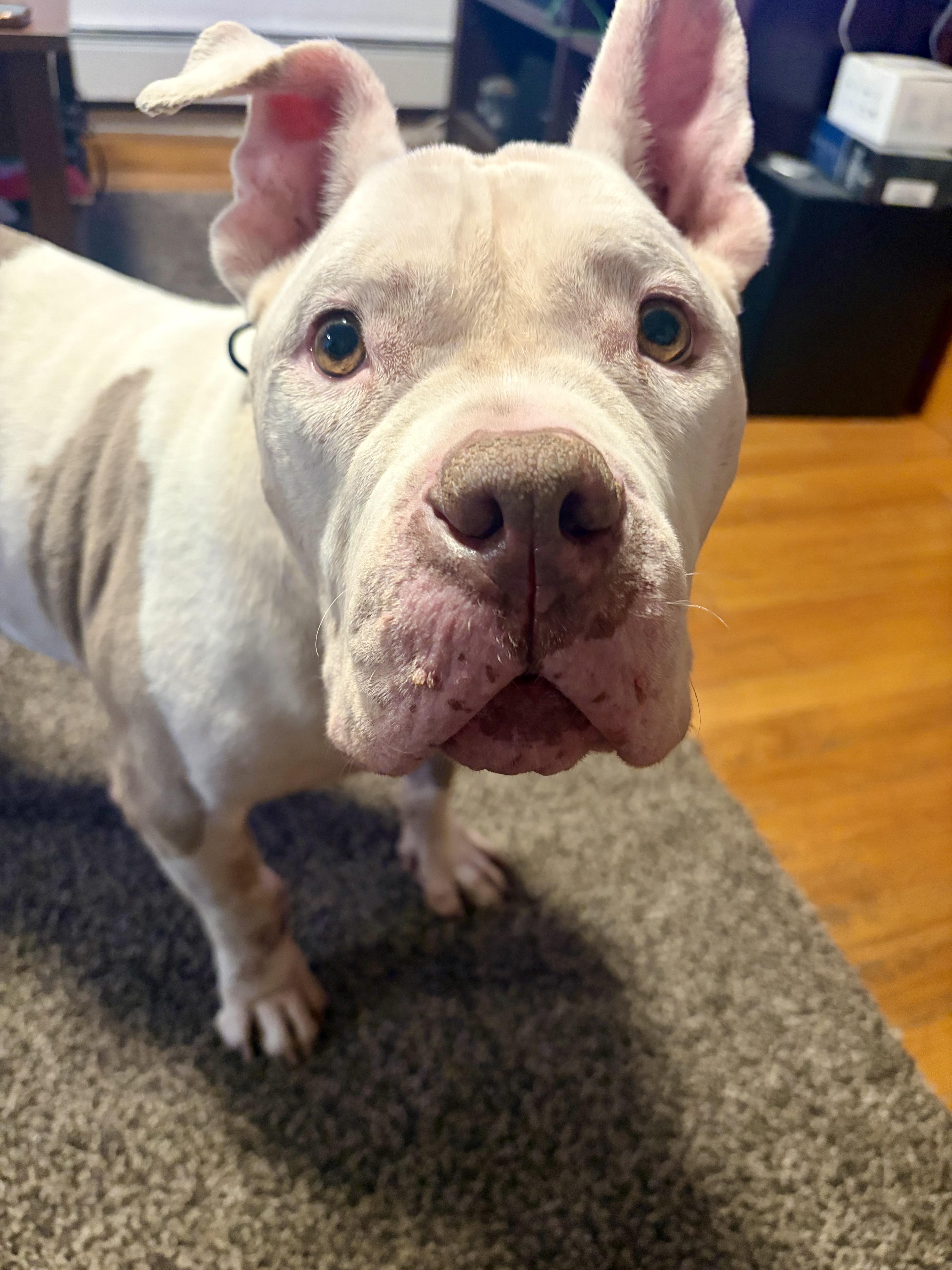 Enlarge Gigi, a Adoptable American Bully in East Orange, NJ image 6/6