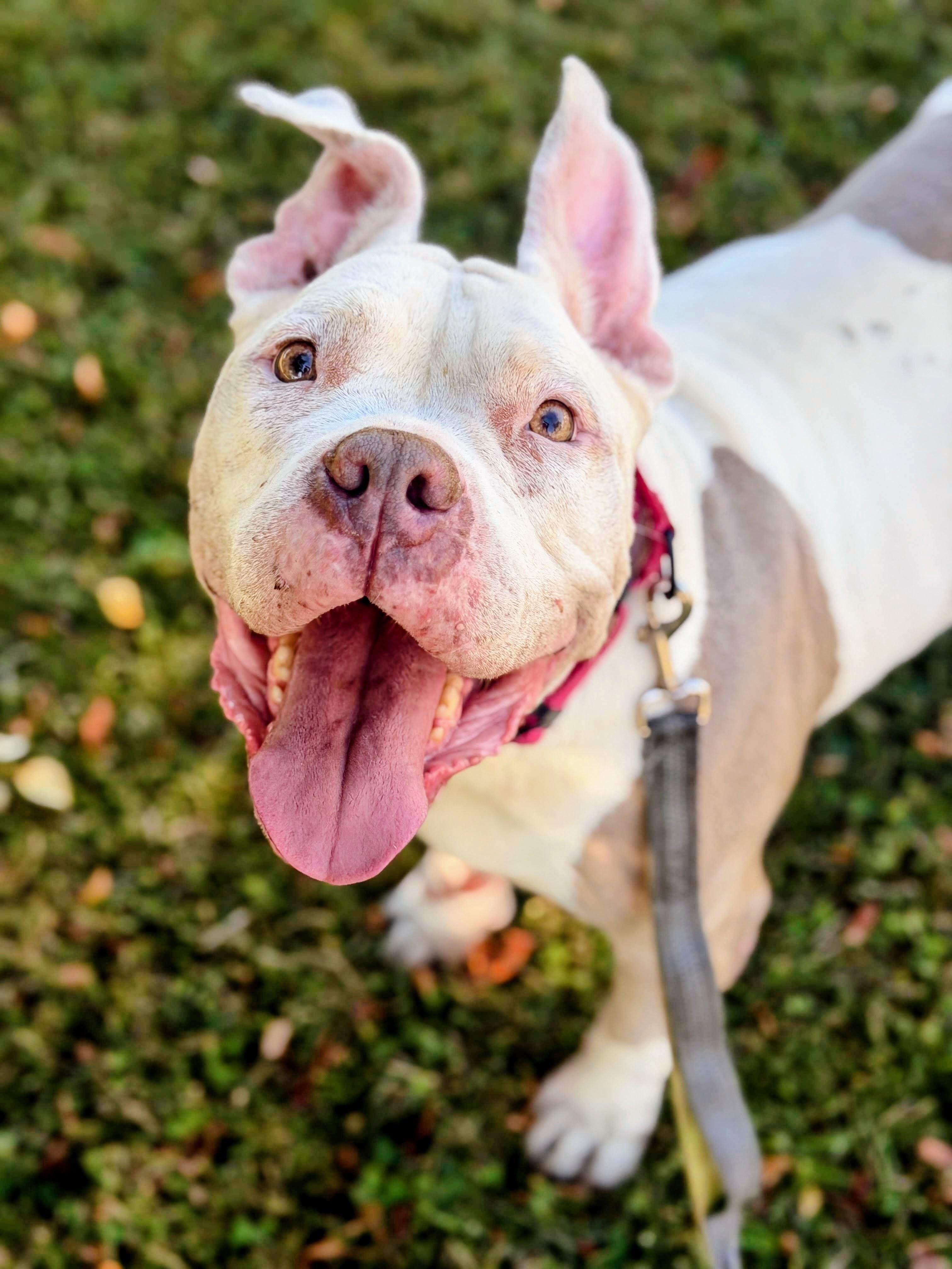 Gigi, Adoptable, Senior Female American Bully.