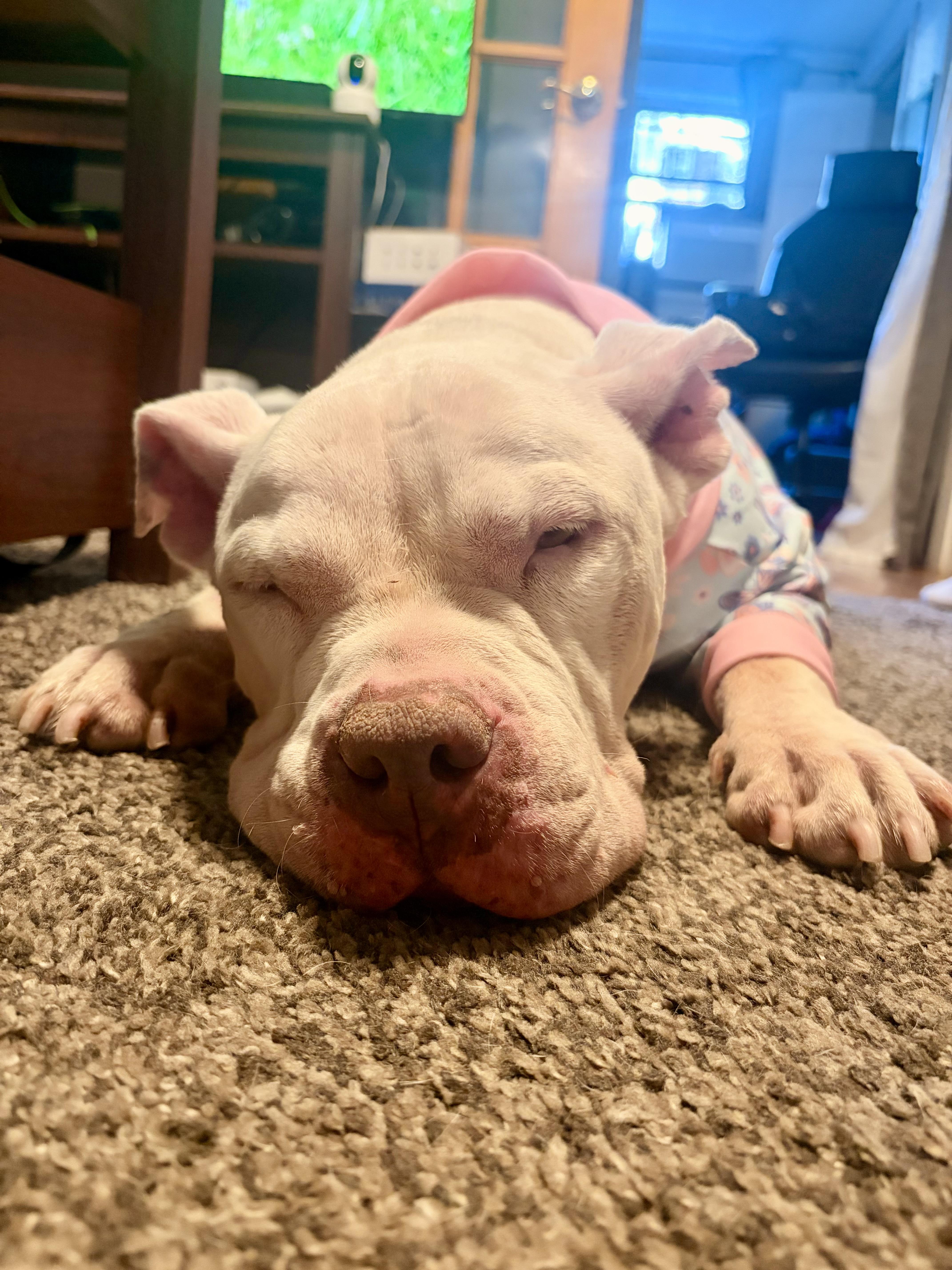 Enlarge Gigi, a Adoptable American Bully in East Orange, NJ image 3/6