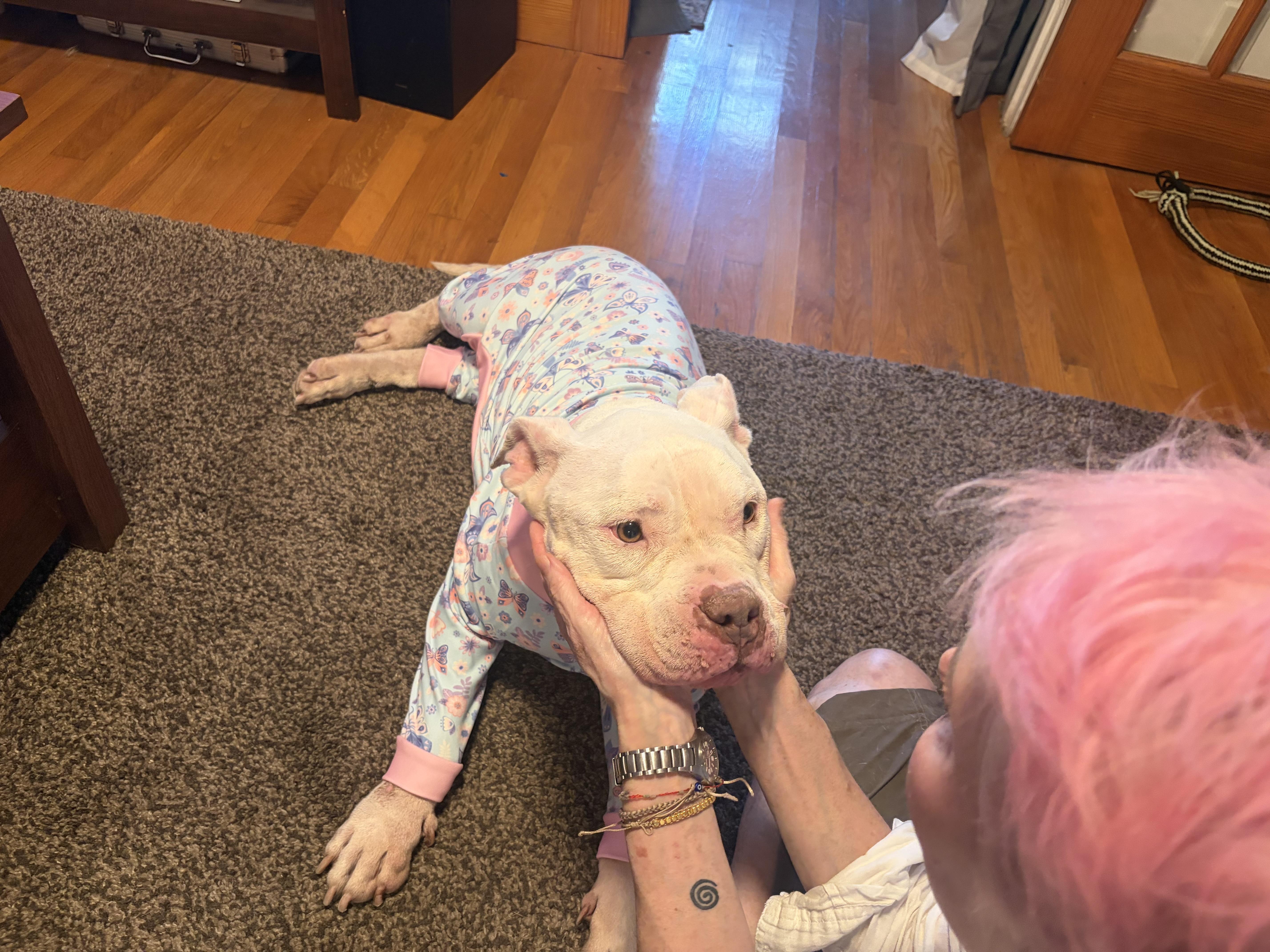 Enlarge Gigi, a Adoptable American Bully in East Orange, NJ image 4/6