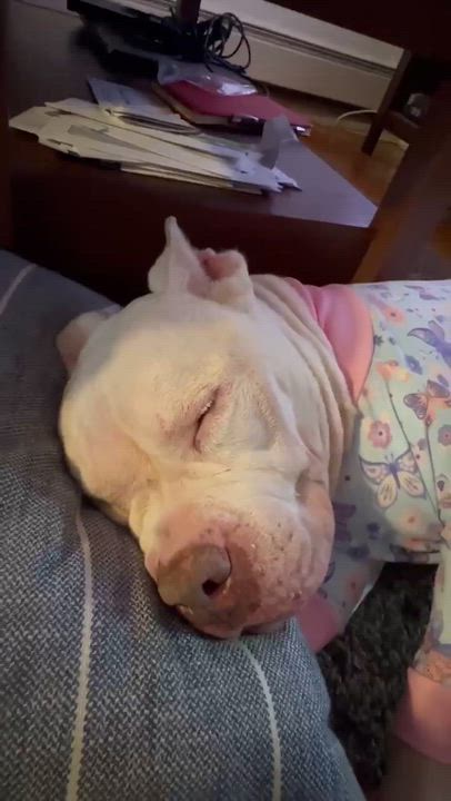 Enlarge Gigi, a Adoptable American Bully in East Orange, NJ video 5/6