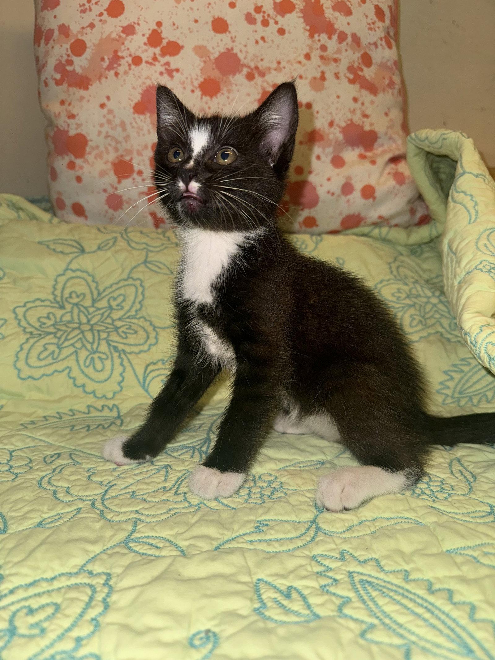 Sarah, Adoptable, Kitten Female Tuxedo.