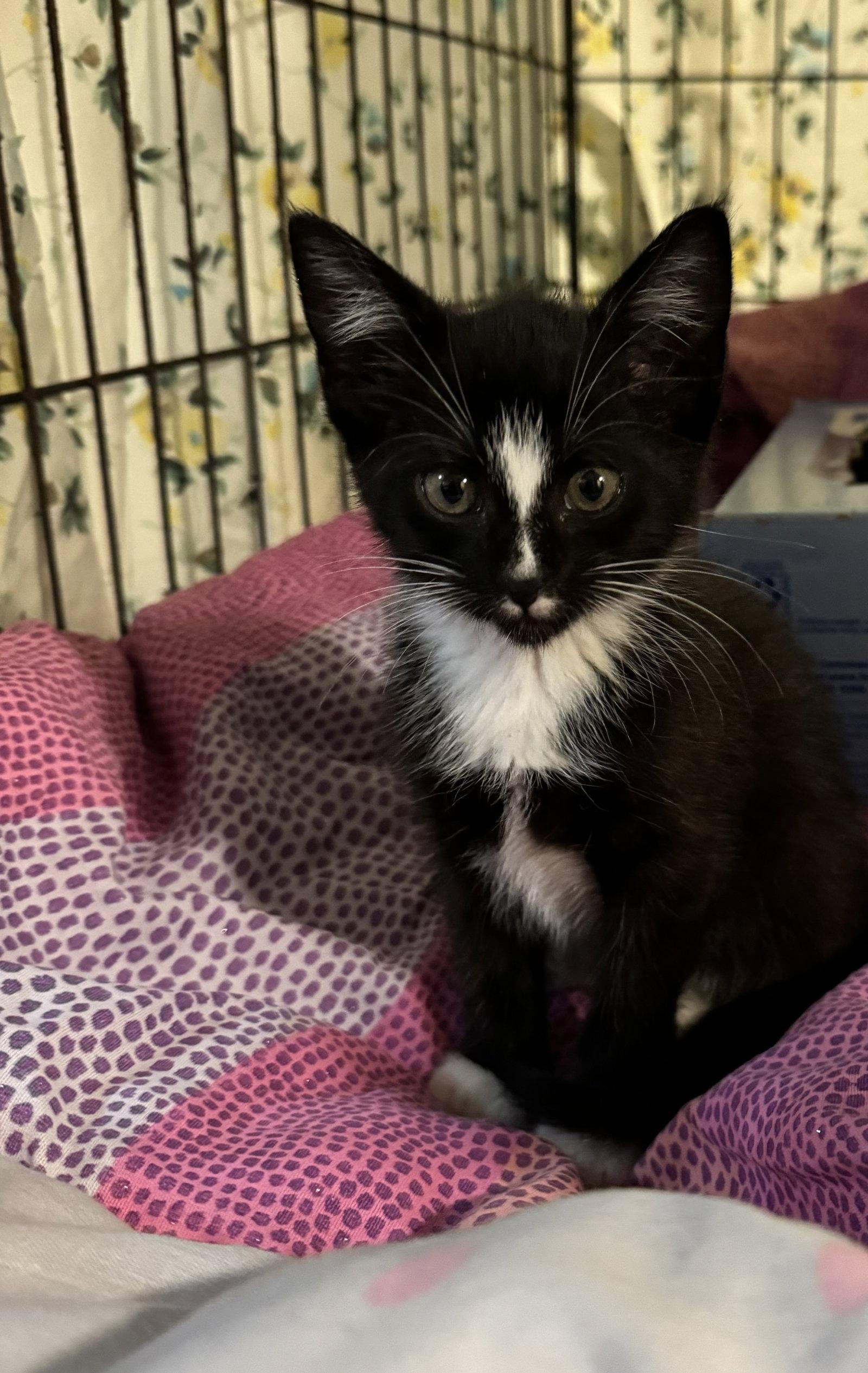 Sarah, a Adoptable Tuxedo in Houston, TX image 2/3