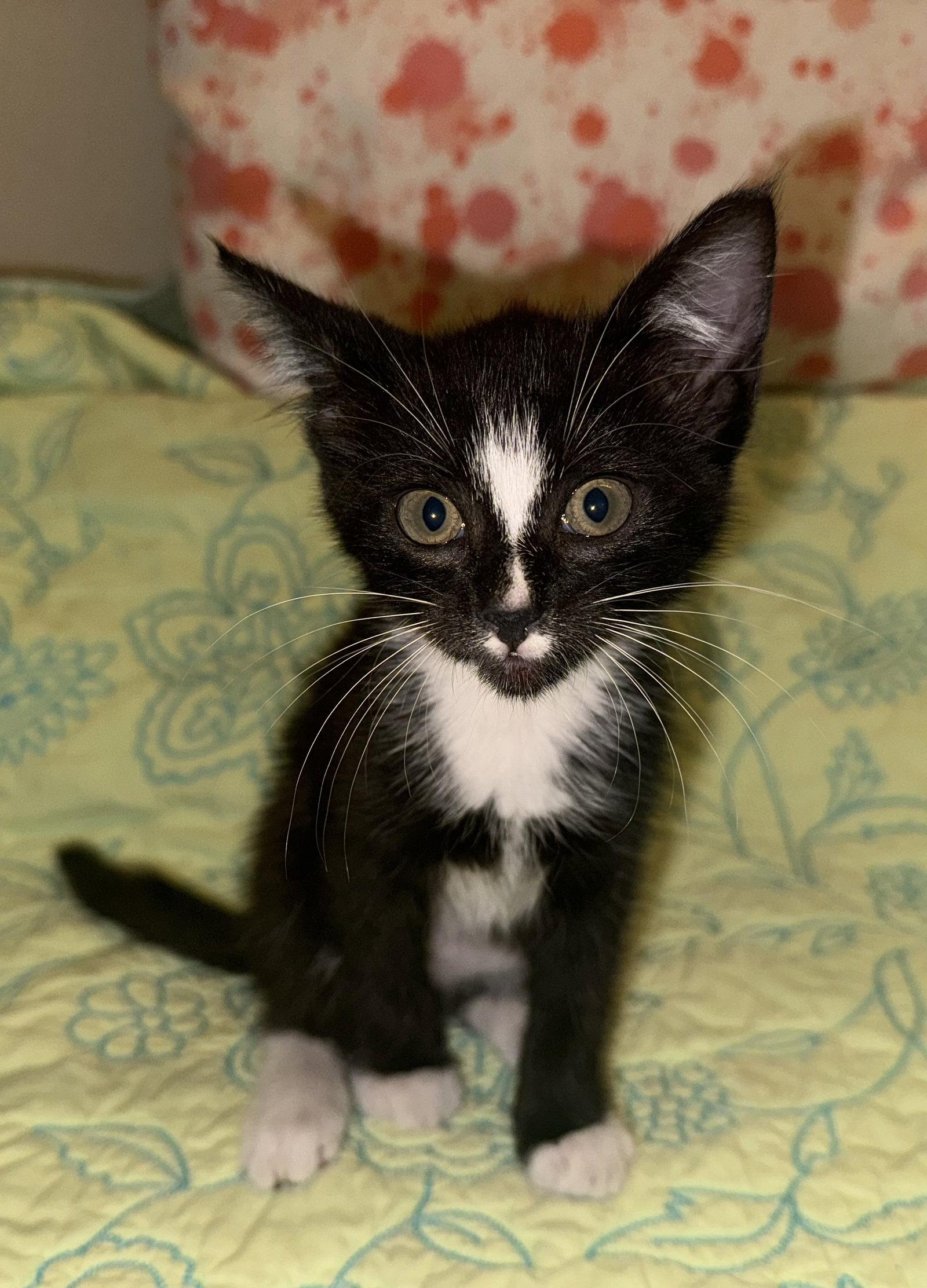 Sarah, a Adoptable Tuxedo in Houston, TX image 3/3