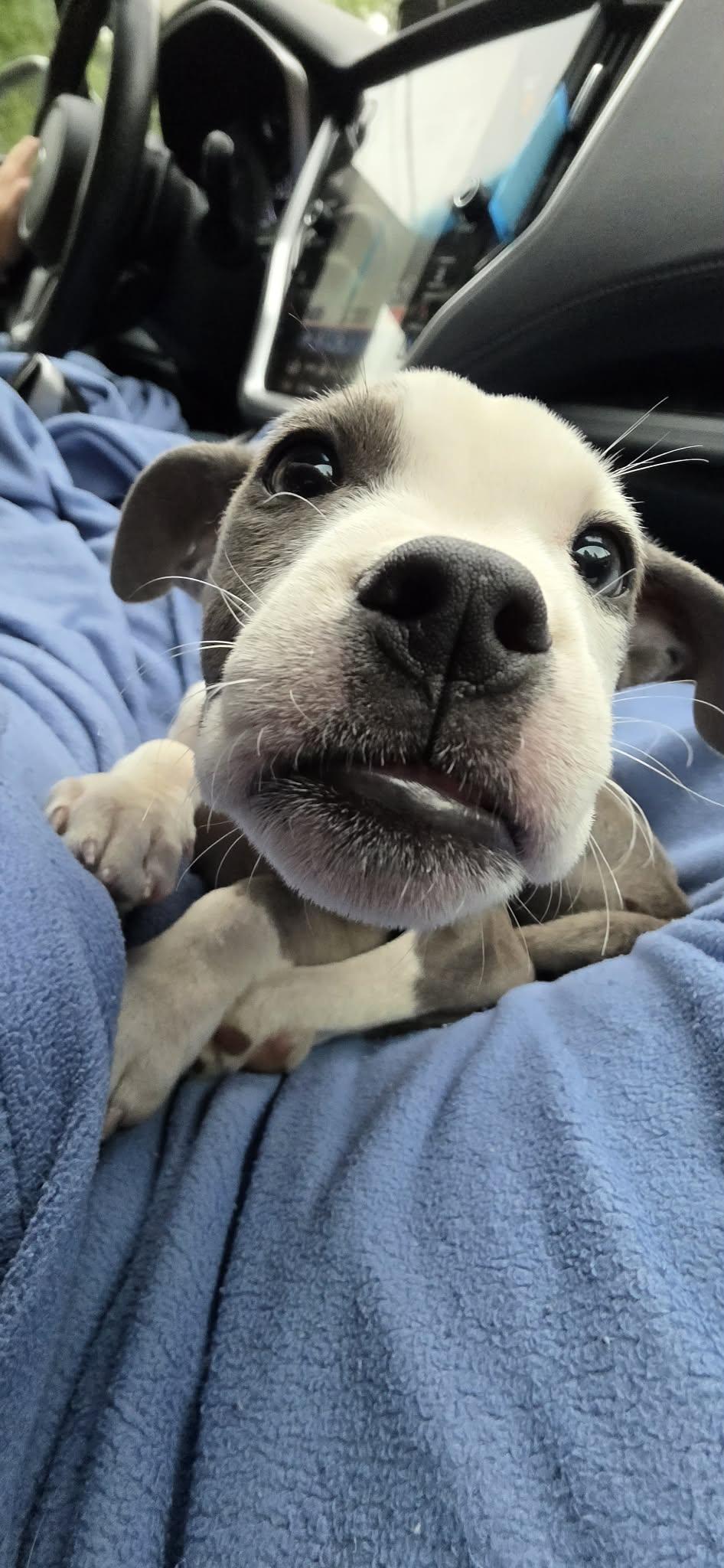 Hades, Adoptable, Puppy Male American Staffordshire Terrier.